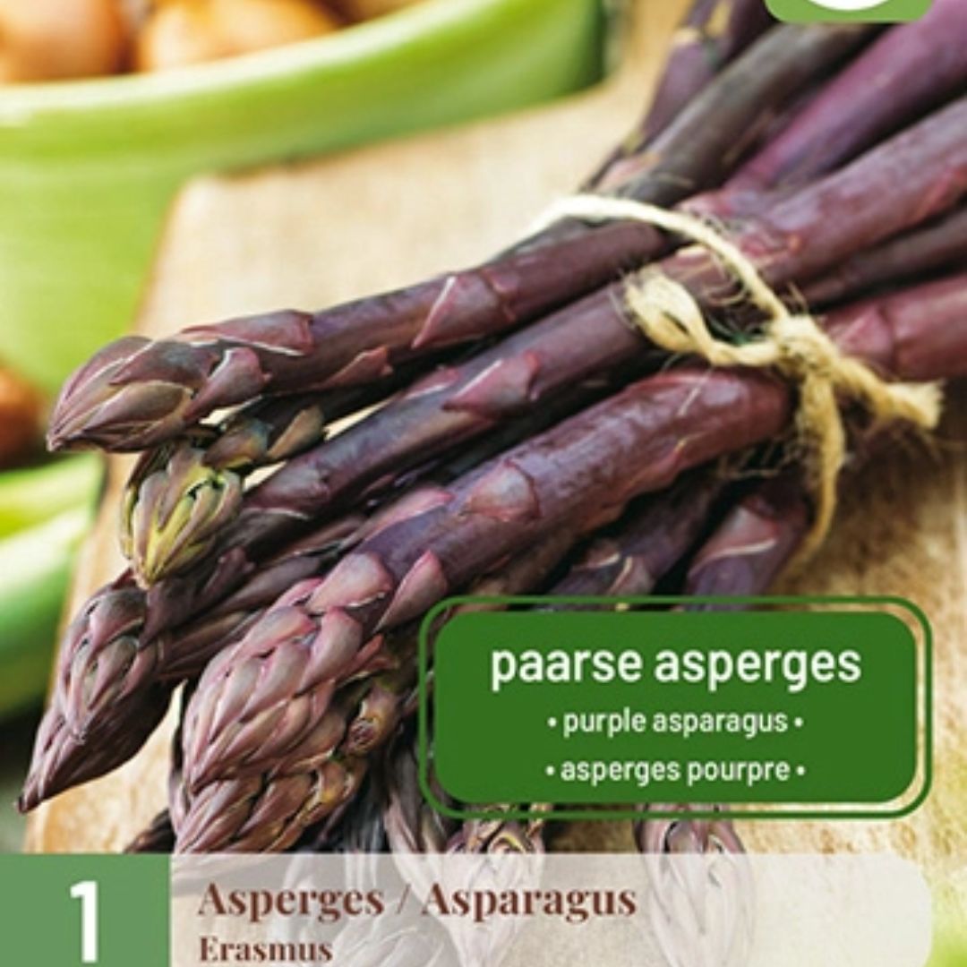 Purpurasparges ‘Erasmus’ med lilla skudd og søt smak dyrket i solrik kjøkkenhage.