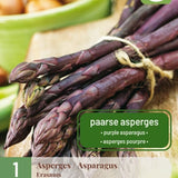 Purpurasparges ‘Erasmus’ med lilla skudd og søt smak dyrket i solrik kjøkkenhage.