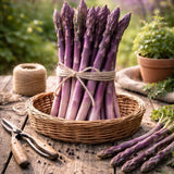 Barrotsplante av purpurasparges ‘Erasmus’ klar til planting i hagen.