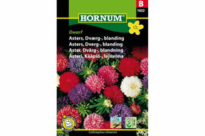 Lav astersplante med tette, fargerike blomster som lyser opp hagen.