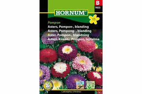 Astersplante med runde, ponpon-formede blomster i sterke, dekorative farger.