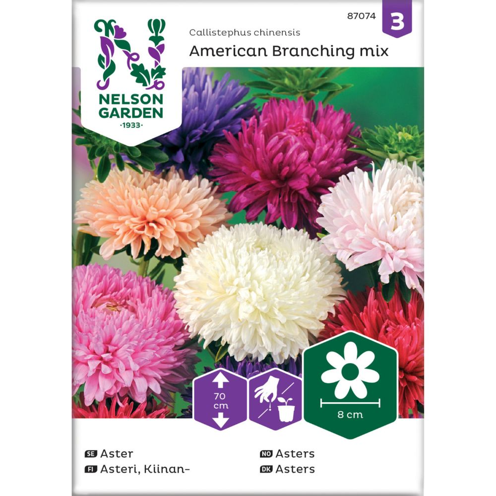 Asters ‘American’ i blandede farger i bed