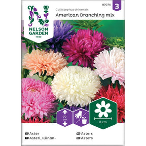 Asters ‘American’ i blandede farger i bed