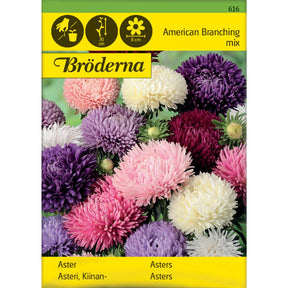 Asters American med fargerike blomster i blomsterbed