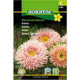 Asters ‘Matsumoto Apricot’ med aprikosfargede blomster
