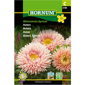 Asters ‘Matsumoto Apricot’ med aprikosfargede blomster