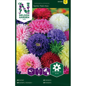 Asters Semi-Tall Mix i blomst