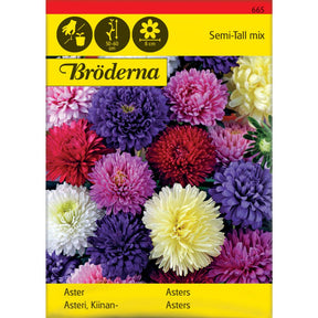 Dobbelblomstrende asters i blandede farger i blomsterbed