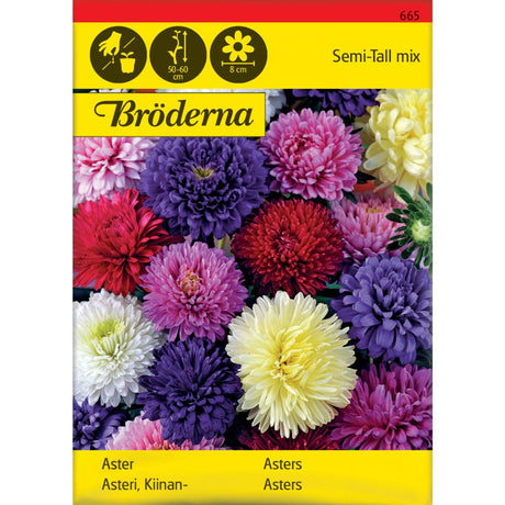 Dobbelblomstrende asters i blandede farger i blomsterbed