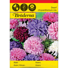 Dvergaster med blandede farger i blomsterbed