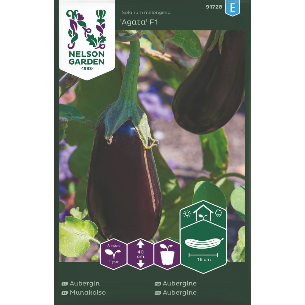 Aubergine Agata F1 med mørke frukter