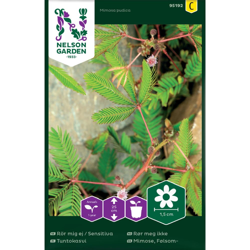 Rør meg ikke plante med rosa blomster og sammenfoldede blader ved berøring