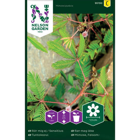 Rør meg ikke plante med rosa blomster og sammenfoldede blader ved berøring