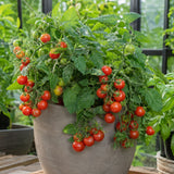 Kompakt Balconi Red cherrytomatplante med mange røde tomater i potte