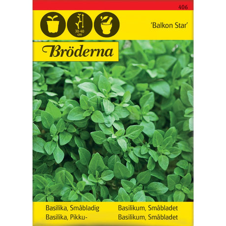 Basilikum Balkon Star småbladet basilikum i potte på balkong