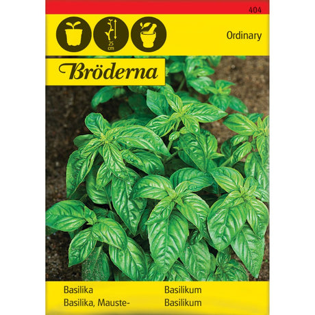 Glattbladet grønn basilikum med friske aromatiske blader i potte