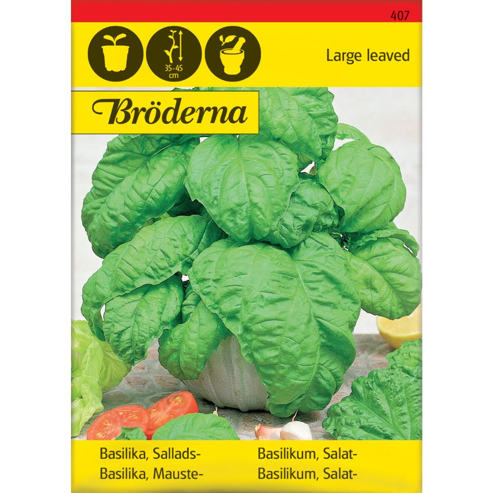 Basilikum salat med store grønne blader i urtebed