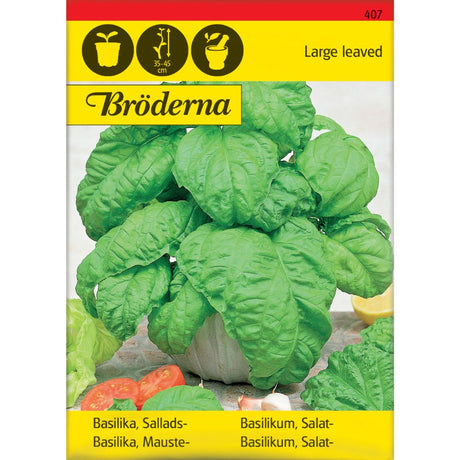 Basilikum salat med store grønne blader i urtebed