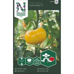Bifftomat Lemon Boy F1 med sitrongule modne tomater på planten