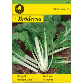 Bladbete White Silver 2 med store grønne blader og hvite stilker