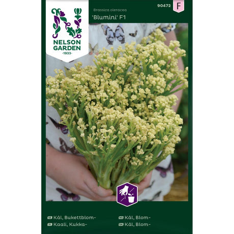 Blomkål Blumini F1 med åpne hvite buketter i kjøkkenhage