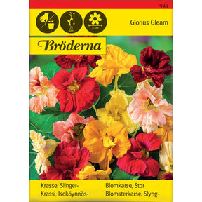 Blomkarse Glorious Gleam med fylte blomster i sterke farger