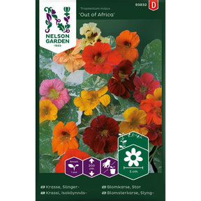 Blomkarse Out of Africa med stripete blader og fargerike blomster