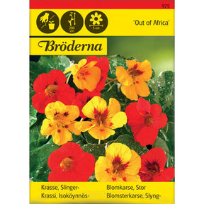 Blomkarse Out of Africa med mønstrede blader og sterke blomsterfarger