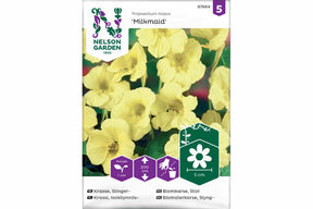 Kremgule blomkarser i full blomst i hageomgivelser.