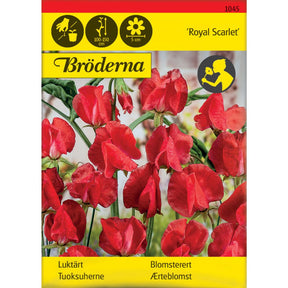 Blomsterert Royal Scarlet med røde blomster på espalier