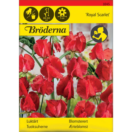 Blomsterert Royal Scarlet med røde blomster på espalier