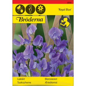 Blomsterert Royal Blue med blå blomster på espalier