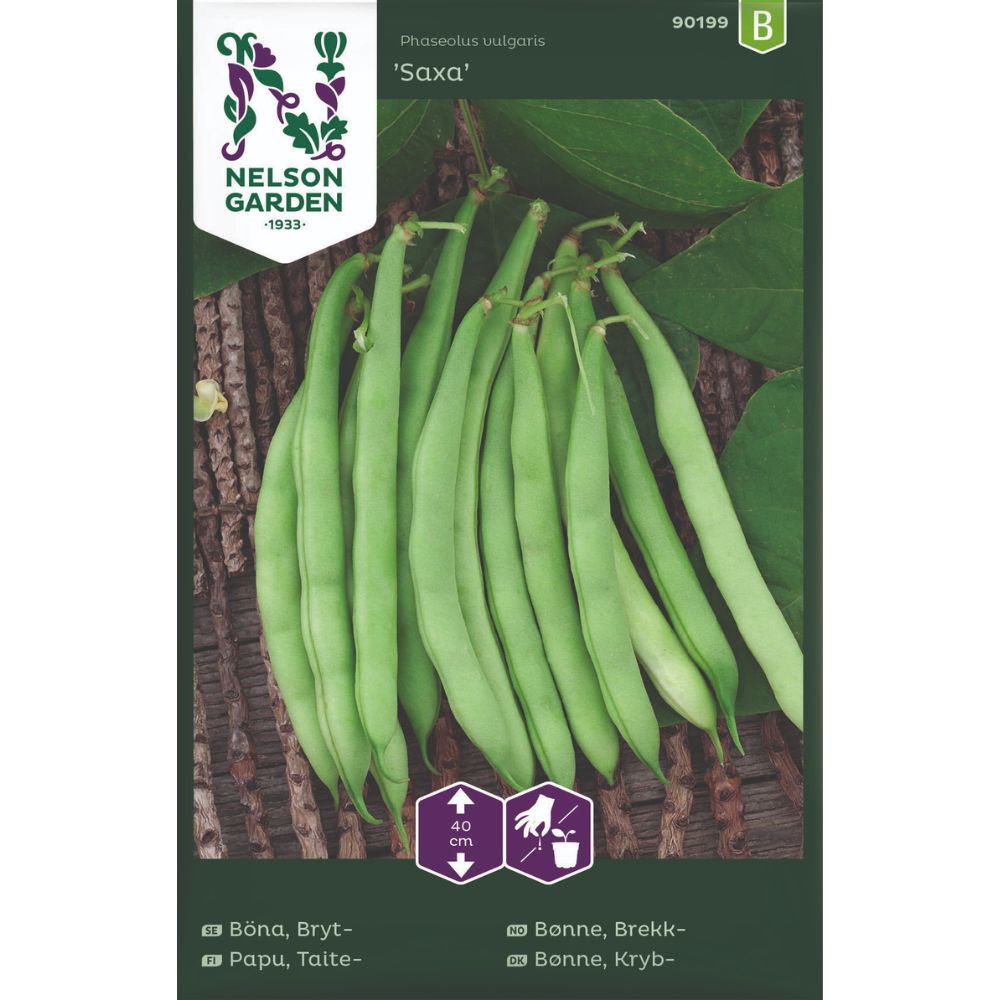 Brekkbønne ‘Saxa’ – Tidlig sort med høy avling av slanke, mørkegrønne belger
