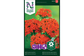 Røde blomster i klassisk, intens farge som blomstrer frodig.