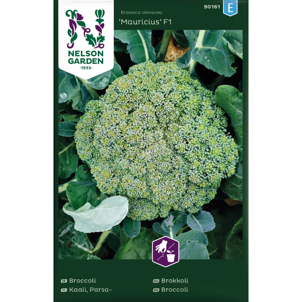 Brokkoli ‘Mauricius’ F1 med stort, kompakt hode i kjøkkenhage.