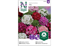 Klassisk busknellik med tette blomster i røde og rosa toner