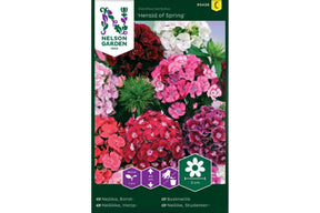 Busknellik i vårfarger med tette, tidlige blomsterklaser.