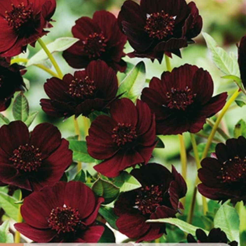 Cosmos atrosanguineus med fløyelsaktige blomster og sjokoladeduft