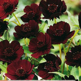 Cosmos atrosanguineus med fløyelsaktige blomster og sjokoladeduft