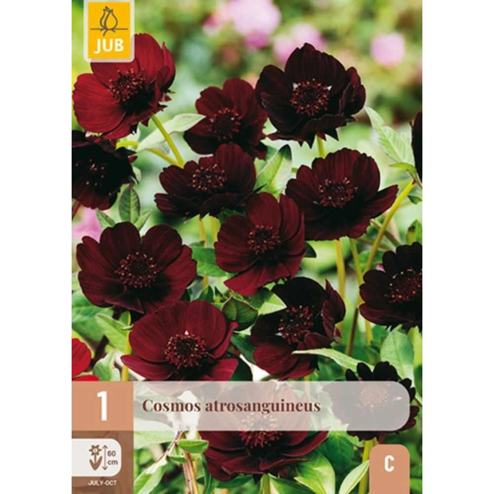 Sjokoladecosmos med mørk purpurrød blomstring i potte