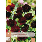 Sjokoladecosmos med mørk purpurrød blomstring i potte