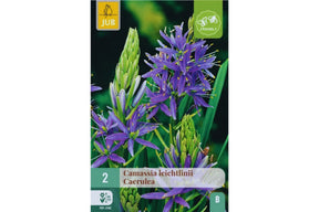 Blå camassia-blomster som reiser seg i slanke, stjerneformede spir.