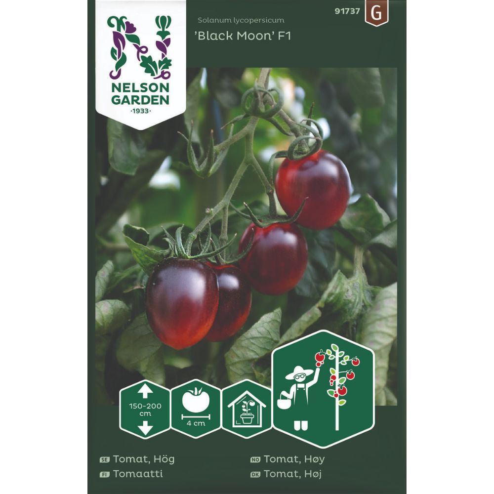 Cherrytomat Black Moon F1 med mørke tomater på planten i drivhus