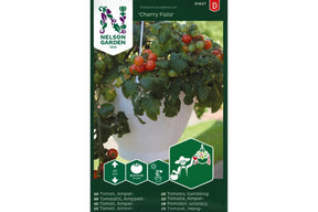 Røde Cherry Falls-tomater som faller hengende fra kompakte planter.