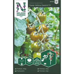 Gule cherrytomater Deep Yellow Desire F1 med lett rynket skall på planten