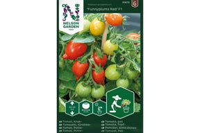 Røde, plommeformede cherrytomater som vokser tett på liten pottetomatplante.