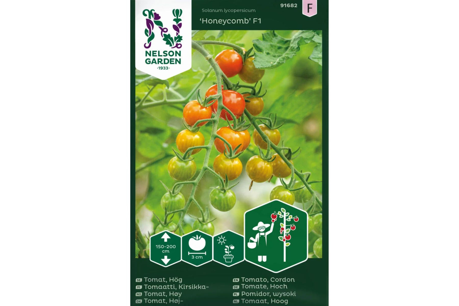 Små oransje cherrytomater som henger i lange, søte og aromatiske klaser.