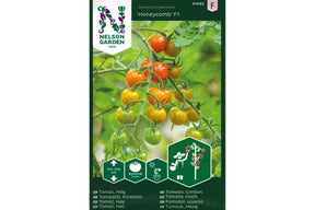 Små oransje cherrytomater som henger i lange, søte og aromatiske klaser.