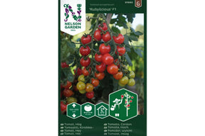Røde Rubylicious-cherrytomater som modner jevnt på kompakt og robust plante.