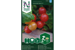 Røde Veranda Red-cherrytomater som modner tett på kompakt plante.
